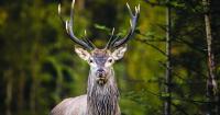 Pennsylvania Game Commission ends Deputy Game Warden program