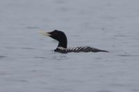 Wisconsin’s first confirmed sighting of a rare arctic loon found near Douglas County