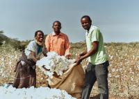Switch to ethical sourcing rises global demand for Tanzania’s organic cotton