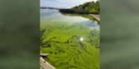 North Dakota Department of Environmental Quality finds more toxic blue-green algae