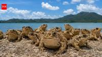 In 1978, just 10 to 15 cane toads were moved to Ishigaki Island. Decades later, their population increased to 20,000 with surprising evolutionary change