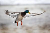 The ins and outs of South Dakota nonresident waterfowl hunting