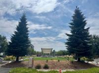 Medford cuts down ailing Norway spruce at Pear Blossom Park