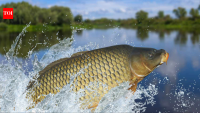 Tasmania spent 28 years removing invasive carp from two lakes; after 49,301 fish were...