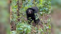 Bear Saved From Life In Cage Spends 9 Months Working Up Courage To Go Outside