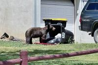 Colorado’s High Country sees 4 black bear attacks in August as bear activity sets records amid drought