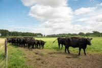 Bipartisan bill would expand grazing land to support beef industry