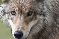 Montana scales back wolf harvest after new estimate shows population decline