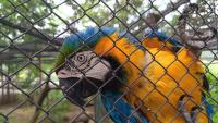 Parrots Rocky and Kiki: Tbilisi Zoo’s brightest residents – video