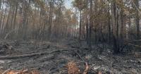 Shallotte exploring land-clearing burn ban