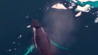 Warming waters draw thousands of whales to east Greenland for summer feast