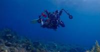 Tracking the Travels of Sea Turtles
