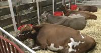 Kentucky State Fair kicks off 11 days of rides, food and thousands of competitions