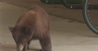 Bear surprises Colorado State students on move-in day