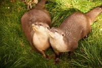 CPW enlists nature and wildlife enthusiasts to survey river otters