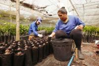 Filipino cacao growers learn to live with a hotter climate