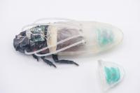 Scientists Create Underwater Suit for Cockroaches