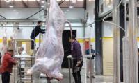 Egypt upgrades 33 government slaughterhouses to semi-automated systems to boost meat safety