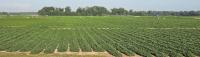 PeanutLink – August 2026 Peanut Disease Update