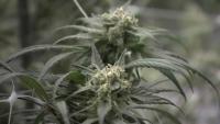 Massachusetts funds cannabis education at last, but advocates say $1M falls short