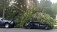 Do residents pay for tree damage cleanup in the city of Milwaukee?