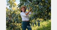 Colombian Hass avocado sector recovers from earthquake with export schedules unaffected