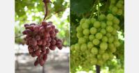Celebrating landmark year of plant breeders' rights enforcement in Italy