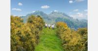 Hass avocado crops capture 25% more CO₂ than they emit, according to GreenLand report