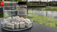 Florida Atlantic University gets $600,379 grant for algal bloom solution