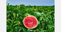 Brazilian melon shipments to Europe set to start in week 36
