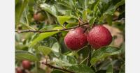 South African Gala apple qualifies for EU plant rights