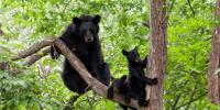 Colorado Parks and Wildlife responds to 2 bear attacks, adding to increase in activity