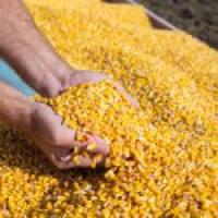 Corn Supplies Tighten as USDA Cuts Crop Forecast—What Farmers Need to Know