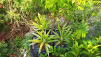 Even in peak heat, this Jamaica container garden is still turning out a steady harvest