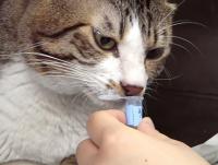 Scientists uncover how cats identify each other by urine scent