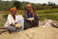 Soil, seed investment key to Africa's food resilience