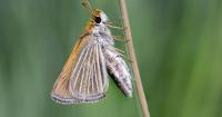 Butterfly returns from brink of extinction with help of MSU researchers and Grand Rapids zoo