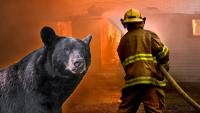 Colorado Firefighters Blame Bear For Starting Blaze After Causing Extensive Damage To Home It Broke Into