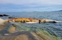 A dead whale covered in shark bites keeps washing up on Maine islands