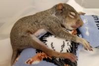 Missouri's baby squirrel season is back, and rescuers say healthy babies belong with mom