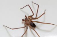 Brown recluse season is peaking in Tennessee, and experts say they may already be indoors