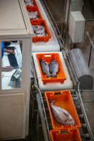 £6m fund backs Scottish food manufacturing upgrades