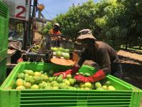 PALM Boom: 13,000 Solomon Islanders Now Working in Australia