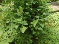Invasive mile-a-minute weed confirmed in Jackson County