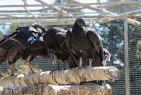 California Condors to be released into Yurok territory this month