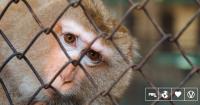 Oregon To Transition Its Primate Research Center Towards Human-Based Research