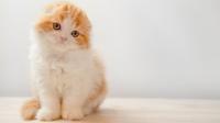 Cat types 'banned' in the UK for safety or health reasons - full list