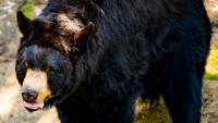 Here's what to know about bear attacks in Western North Carolina