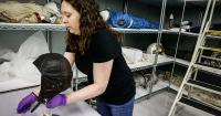 Air Force Museum needs someone to transport nearly 1K pieces of artwork, some of it moldy