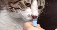 Scientists uncover how cats identify each other by urine scent in Japan